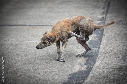 Fototapeta Naklejka Na Ścianę i Meble -  Dirty stray dog contracted leprosy standing on concrete road