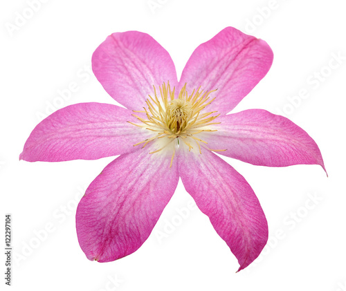 pink clematis