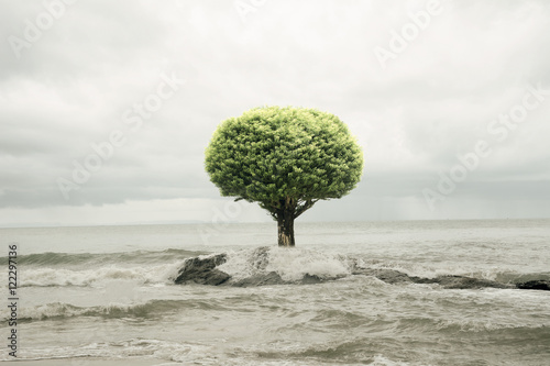 tree in the sea