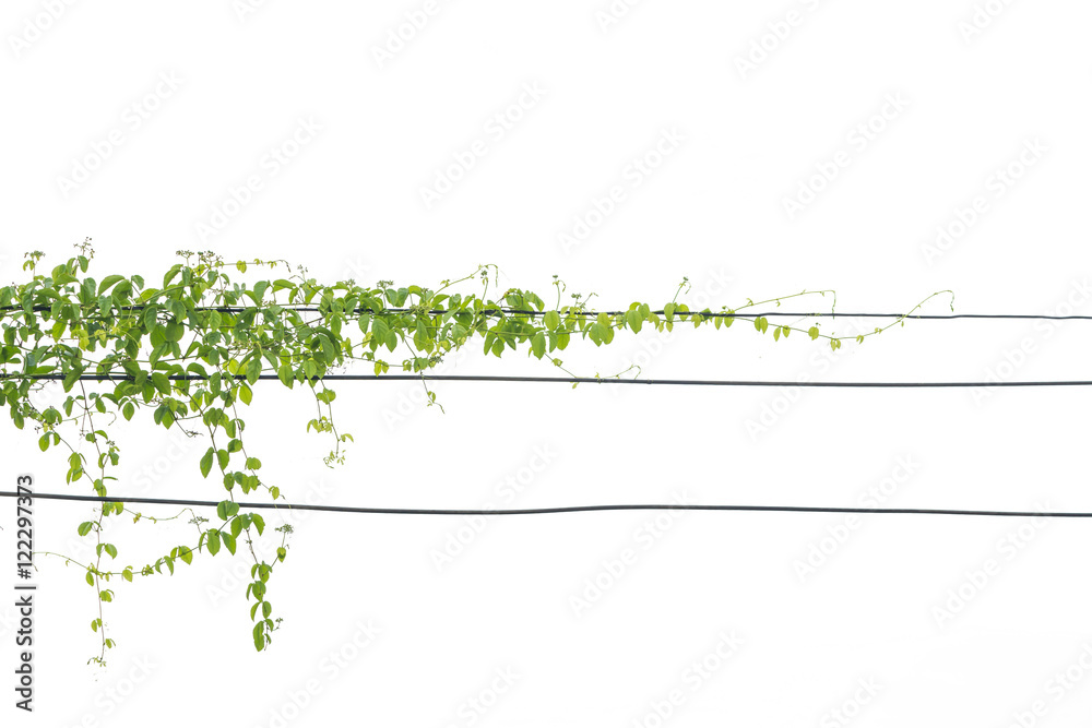 Naklejka premium Ivy green with leaf on isolate white background