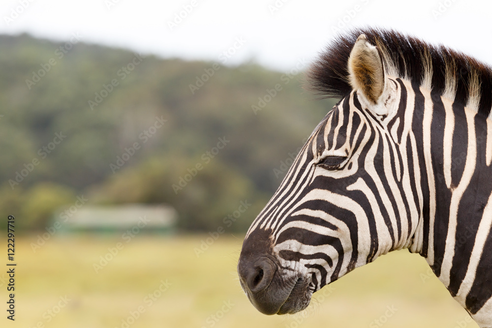 Fototapeta premium Burchell's Zebra Landscape