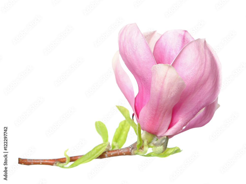 Naklejka premium magnolia flower