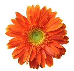 Handdoek met foto Gerbera Oranje gerbera op witte achtergrond  © anphotos99