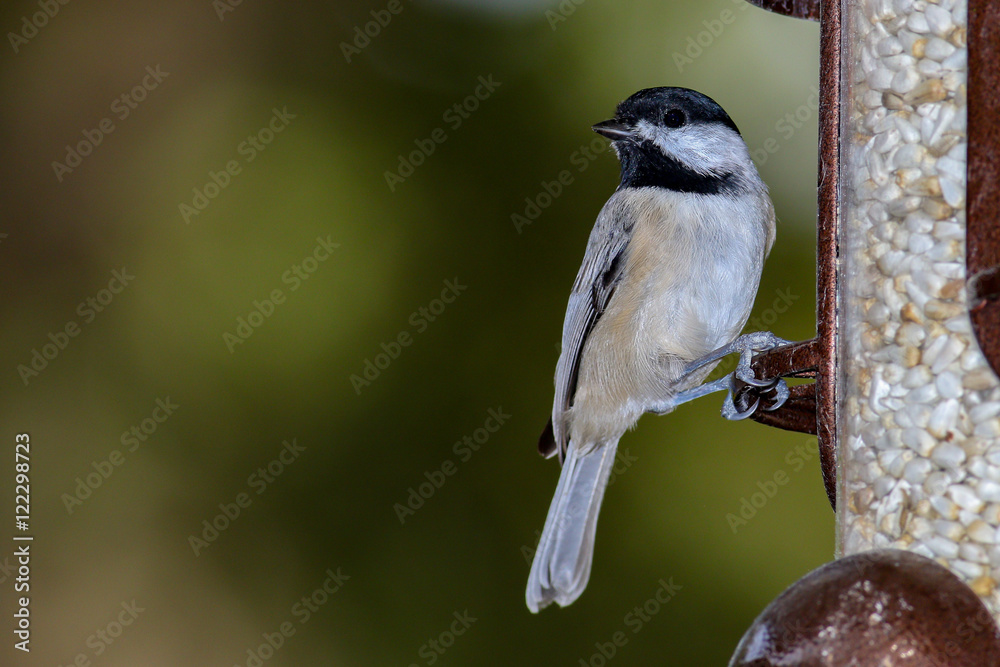 Obraz premium Chickadee