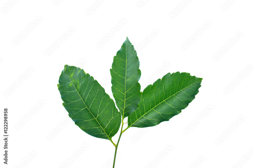 Medicinal neem leaf isolated on white background Medicinal neem leaf isolated on white background