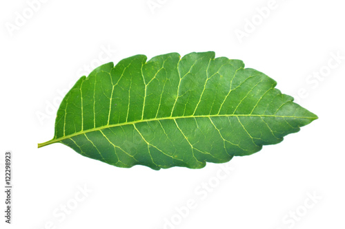 Medicinal neem leaf isolated on white background