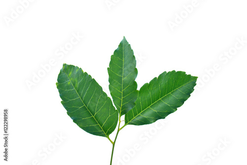 Medicinal neem leaf isolated on white background