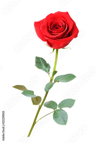 Fotografie singe beautiful red rose isolated on white