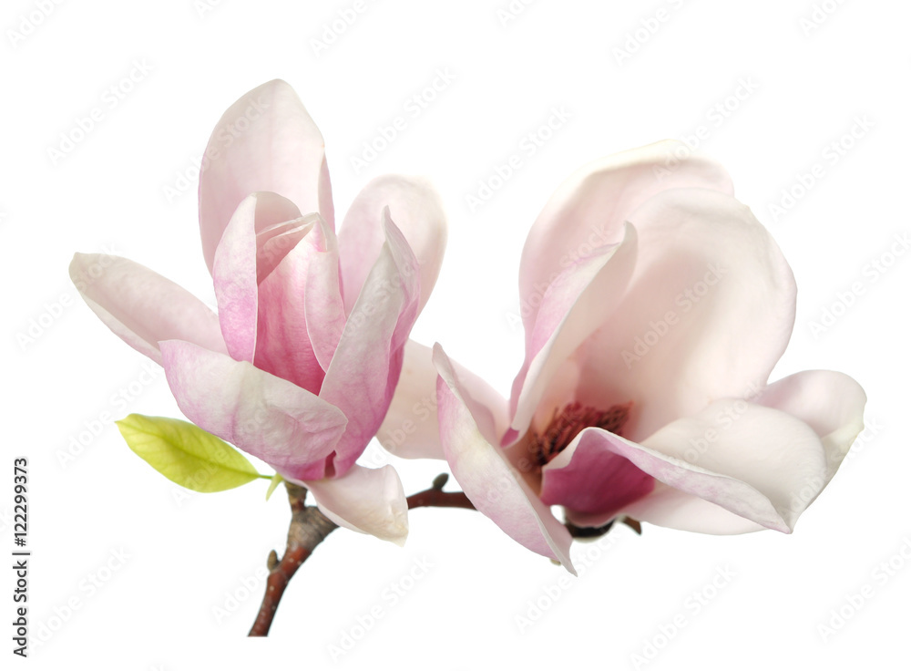 Fototapeta premium magnolia flower