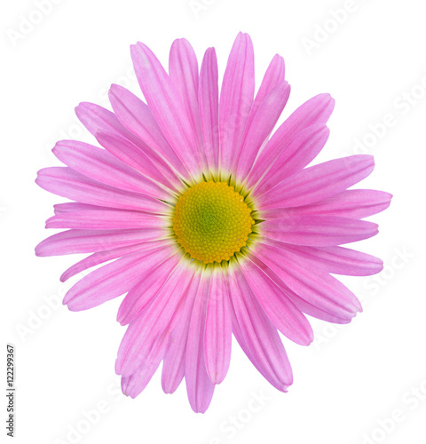Pink Hardy Garden Mum photo