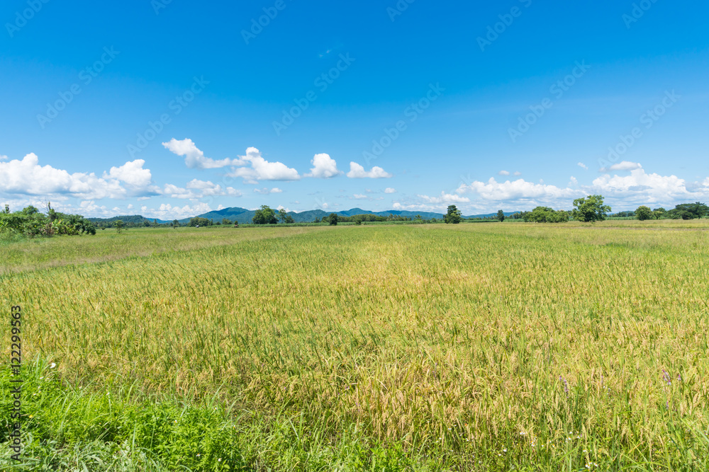 rice field and blue sky in Thailand