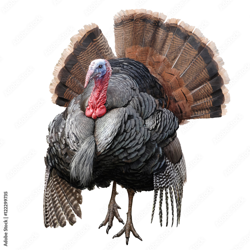 Turkey chicken hand draw and paint color on white background vector
