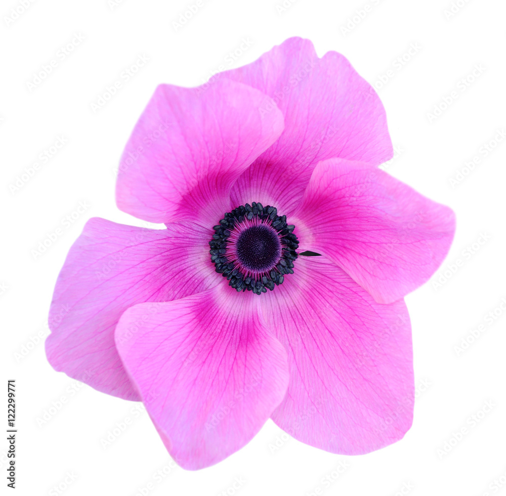  mona lisa blush flower
