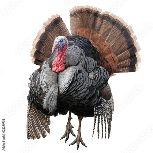 Turkey chicken hand draw and paint color on white background vector illustration.