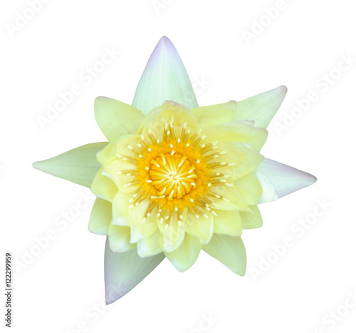 yellow lotus