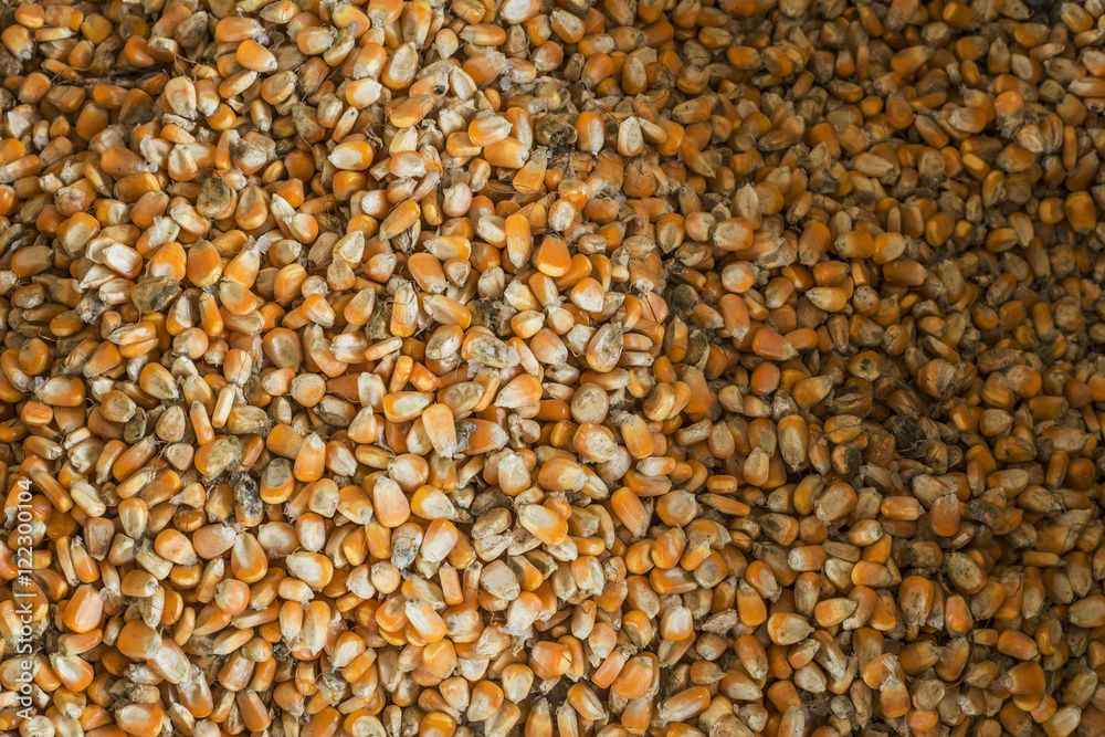 This corn is for animal feed This corn is for animal feed