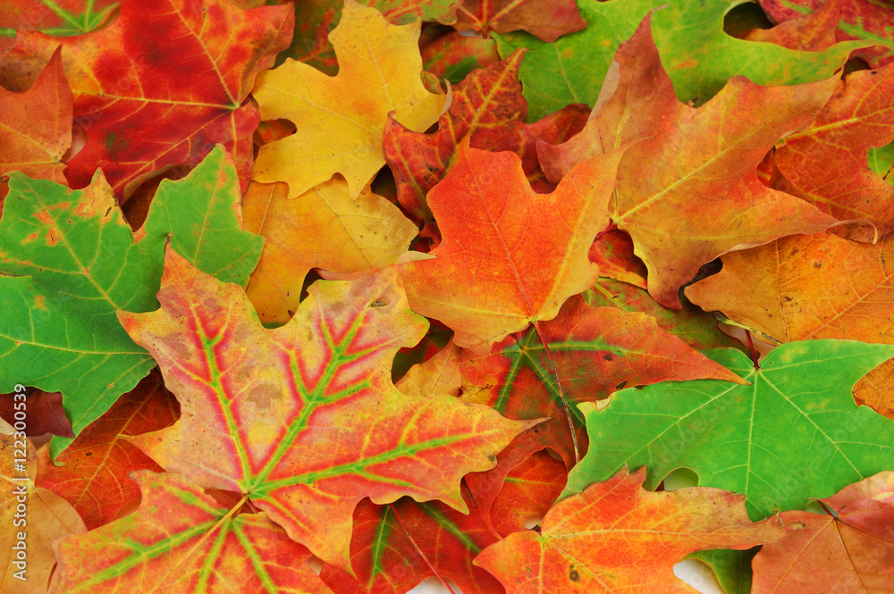 colorful autumn maple leaves background