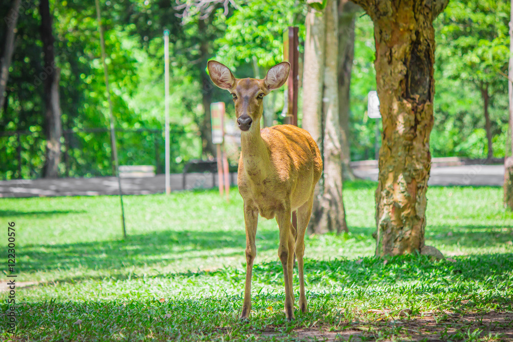 Deer standing on green grass.