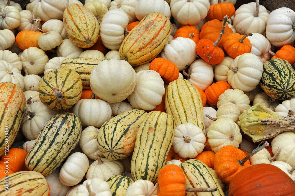 pumpkins with different colorful for decoration