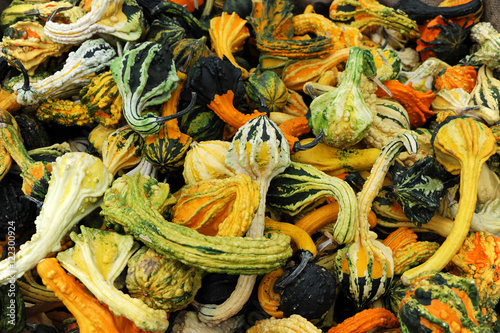 pile of gourd in autumn harvest season