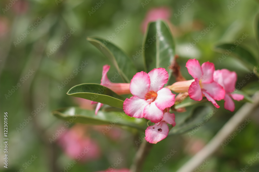 azalea flower azalea flower