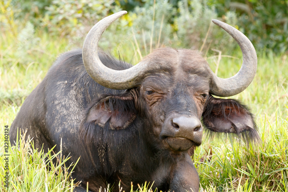 Sleeptime - African Buffalo Syncerus caffer Sleeptime - African Buffalo Syncerus caffer