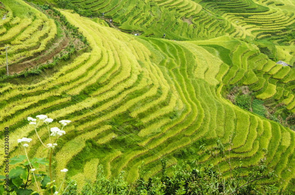 The terraced fields scenery in autumn
