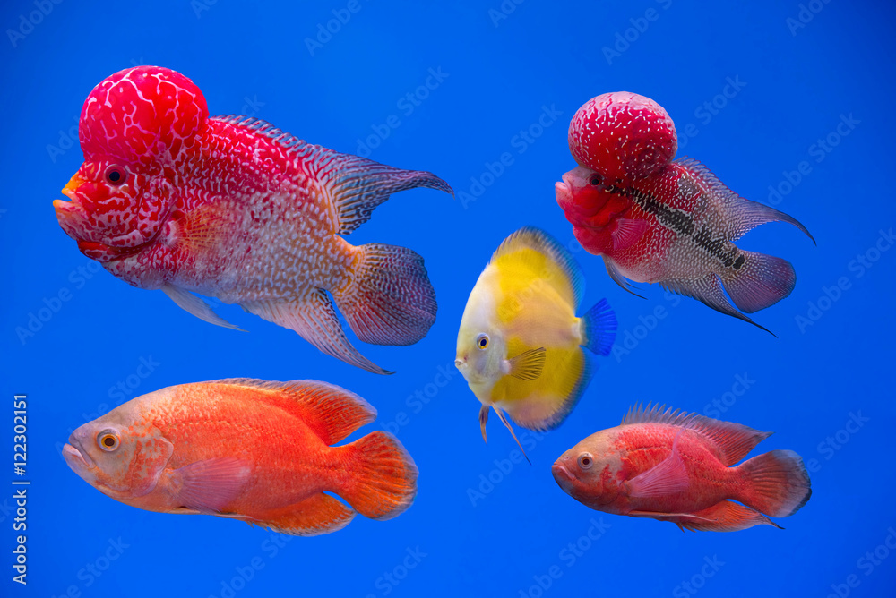 Fototapeta premium ฺBeautiful fish in an aquarium
