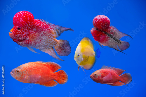 ฺBeautiful fish in an aquarium