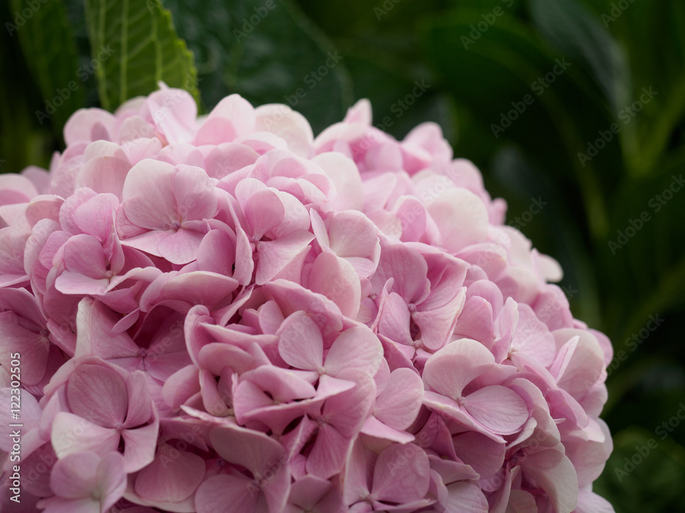 Obraz premium Hydrangea flower (Hydrangea macrophylla) in a garden