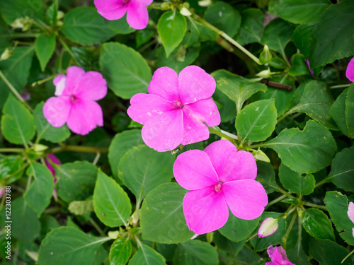 pink flower in garden