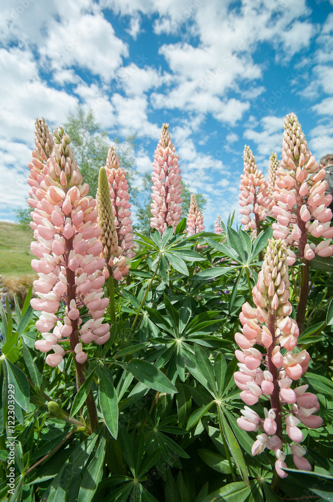 Lupines near lake Alexandrina. New Zealand Lupines near lake Alexandrina. New Zealand