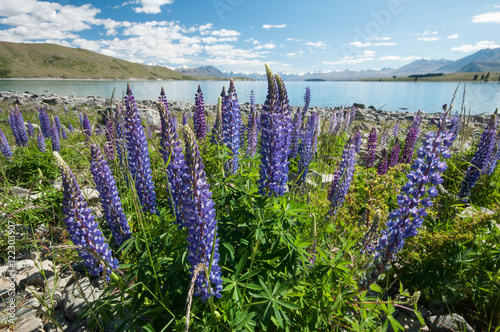 Lupines near lake Alexandrina photo