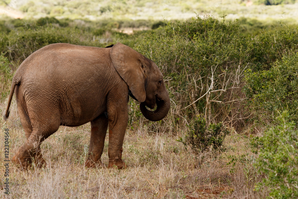 Baby - African Bush Elephant