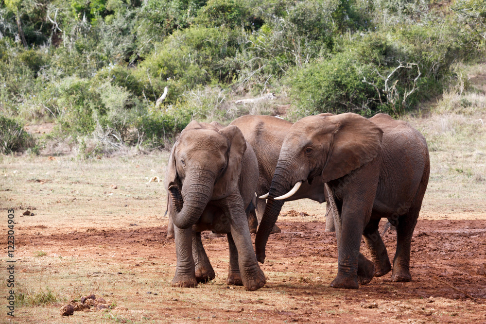 Fototapeta premium Pose - African Bush Elephant
