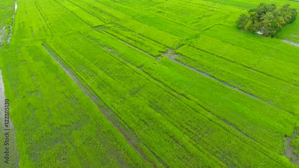 Aerial fly over of rice fields in Thailand Aerial fly over of rice fields in Thailand