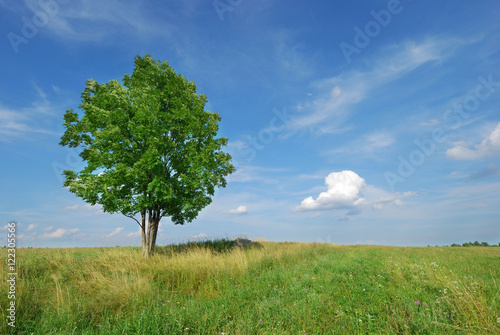 Summer landscape - green field and lonely tree © crewcut