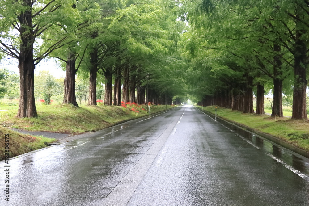 メタセコイア並木道