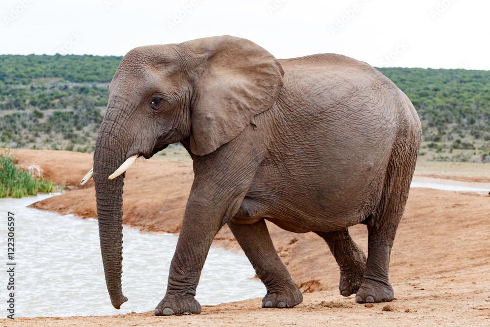 Obraz premium Female African Bush Elephant
