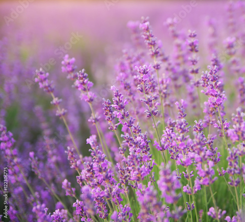 Fototapeta Naklejka Na Ścianę i Meble -  Lavender closeup nature