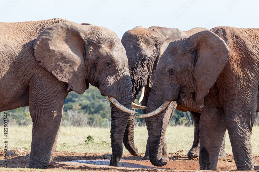 Obraz premium Think About it -African Bush Elephant