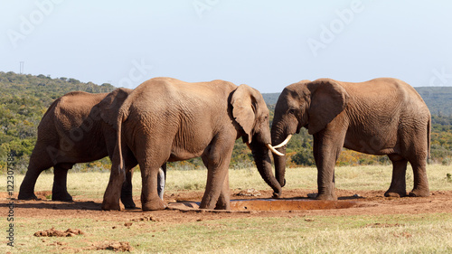 Mine is bigger then yours.. - African Bush Elephant