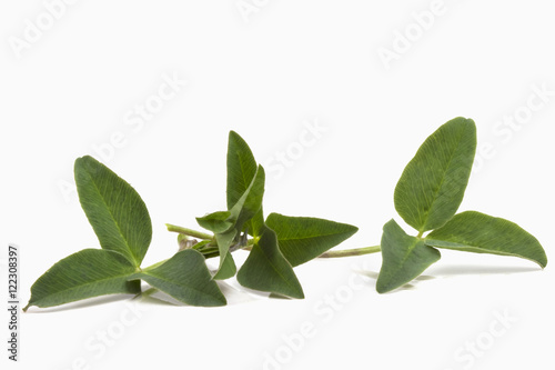 three leaf three-sheeted green young clover