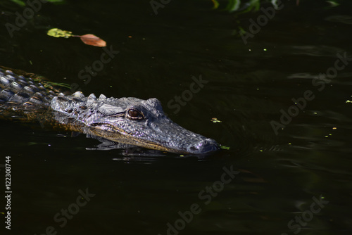 wild aligator in a swamp at New Orleans , LA