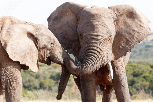 Trunk Play - African Bush Elephant