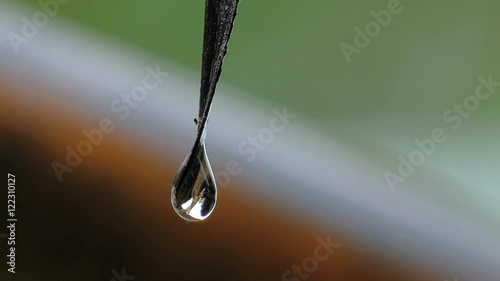 Rain drops on a leaf2