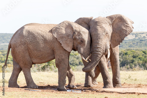 Trunk Twist - African Bush Elephant