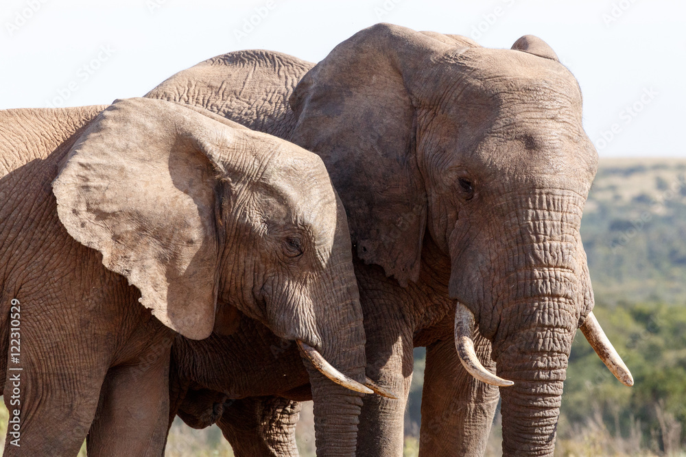 Obraz premium Friends - African Bush Elephant