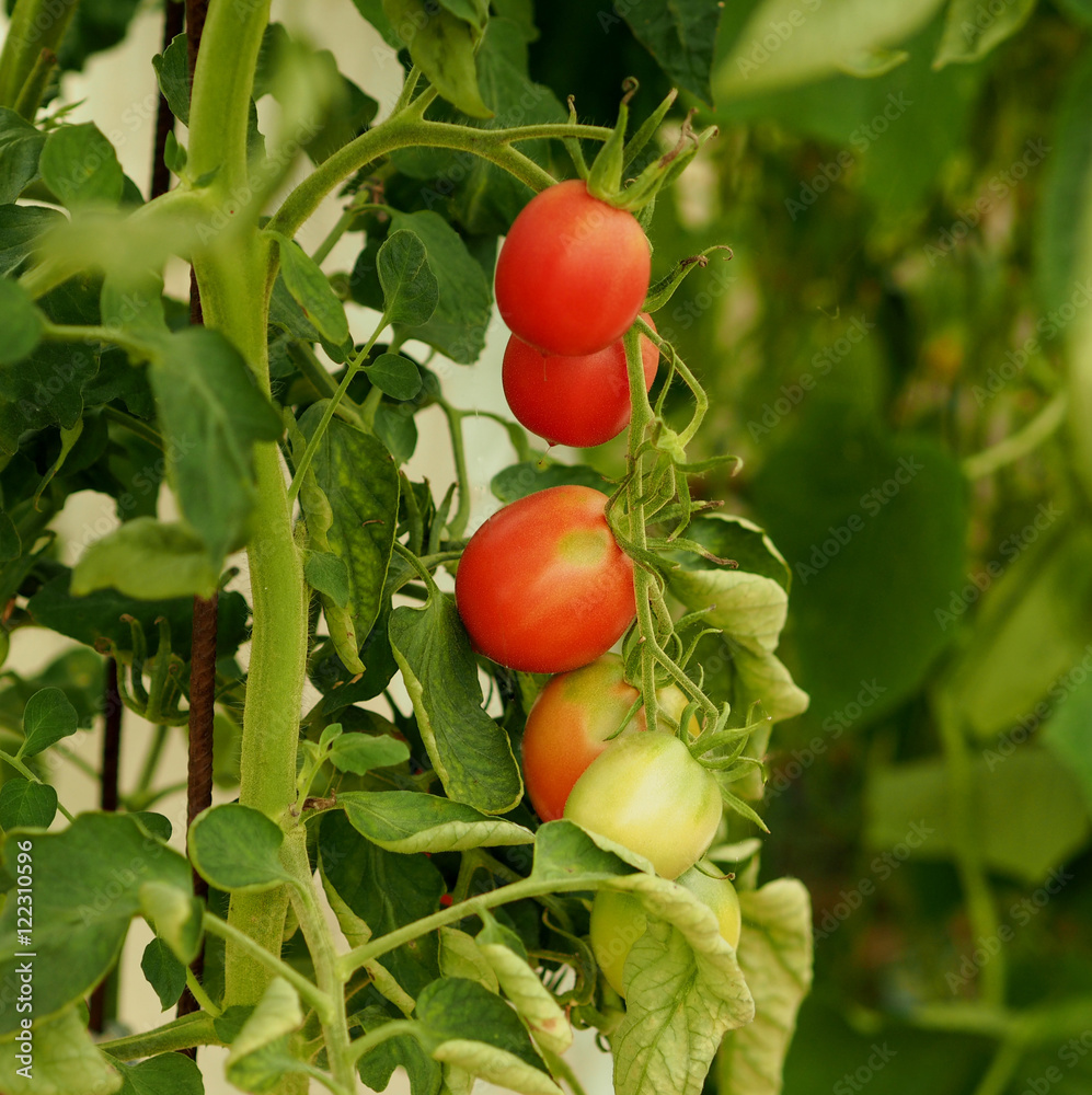 Branch with red and green tomatoes on a branch with leaves in the garden