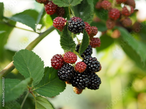 Blackberries on a branch in the garden


